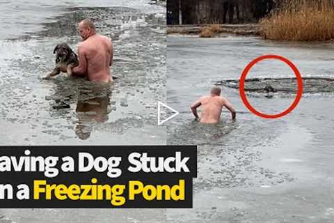 Brave Man Saves Dog That Fell Through Icy Pond