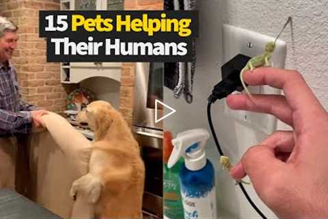 Top 20 Moments Where Pets Help Their Humans