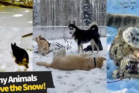 These Animals Absolutely Love the Snow!