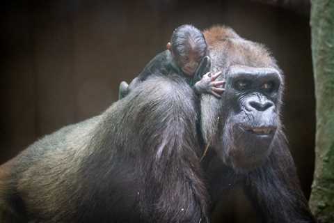 Baby gorilla’s 1st crawl caught on camera at Cleveland Metroparks Zoo (video) – Cleveland 19 News