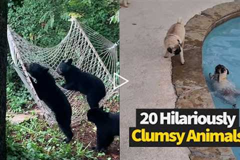 Most Clumsy Animal Moments Caught On Video