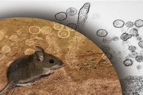Montana Mice May Hold the Secret to Virus Spillover