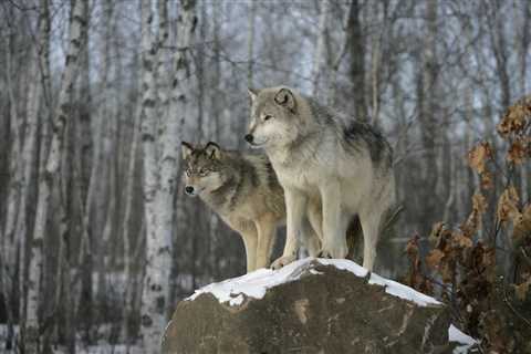 Judge restores federal protections for gray wolves, except in Northern Rockies ⋆
