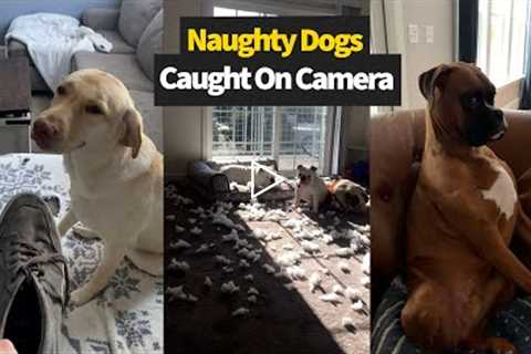 Top 20 Moments Dogs Were Caught Being Naughty