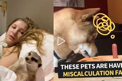 The Best Pet Fails On The Internet