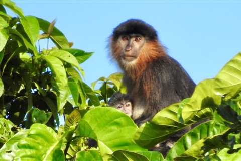 Borneo has a hybrid ‘mystery monkey,’ and researchers are concerned