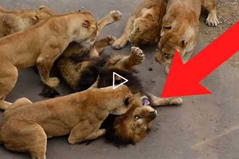 32 Unforgettable Animal Moments CAUGHT ON VIDEO!