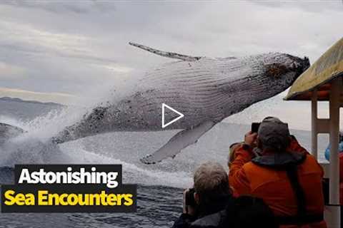 Astonishing Sea Encounters Caught On Camera