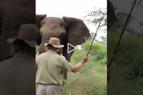 Standing your ground against a charging elephant!