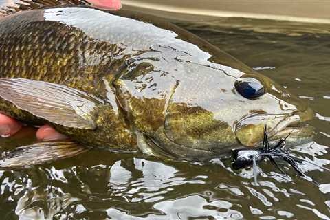 Why Smallmouth Bass Are One of the Most Dangerous Fish in the Country
