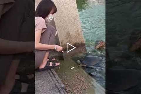 Monitor lizard pounces on fish while woman feeds them