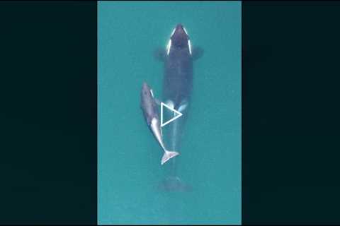 This Drone User Captured This Heartbreaking Orca Encounter That Revealed Their Worst Fear #shorts