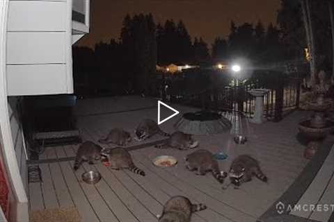 Amcrest Video Doorbell Camera Pro footage of raccoons