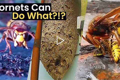 Insane Facts About Hornets