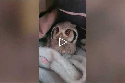 Gentle Baby Owl sweetly Flashes Beautiful Eyes at Loving Owner