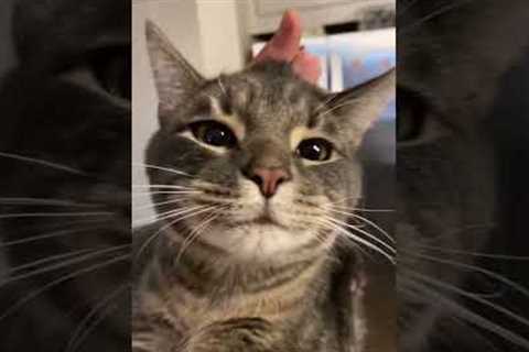 Mischievous Cat Takes Bite out of Burrito