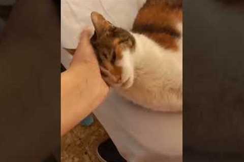 cutets video i have ever seen 🐱  #funnyshorts #cats #viral