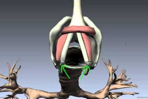 Larynx - Ligaments, Membranes, Vocal Cords - 3D Anatomy Tutorial