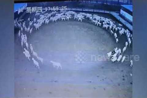 Mystery as flock of sheep move in circle continuously for 12 days