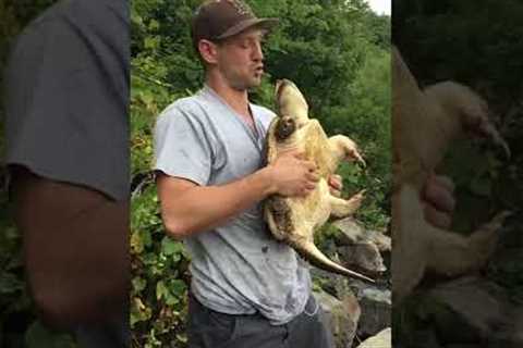 Snapping turtle bites man