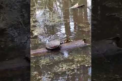 Struggling turtle knocks companion off his perch