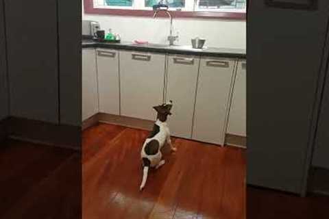 Impatient dog wants food NOW