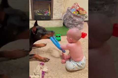 Doberman and baby share the sweetest moment