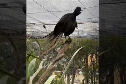 This lyrebird sounds like a baby crying and a fire alarm