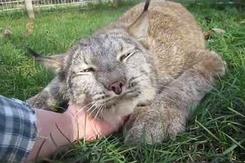 Canada lynx enjoy cuddles from carer