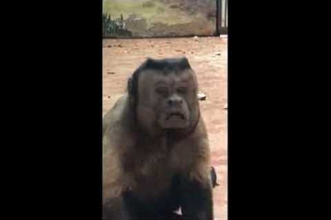 Strange monkey with a humanlike face