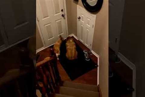 Corgi is extremely impatient while waiting for owner