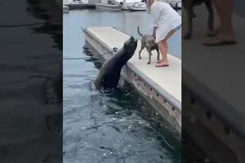 Terrifying moment sea lion leaps out of marine to attack labrador in California