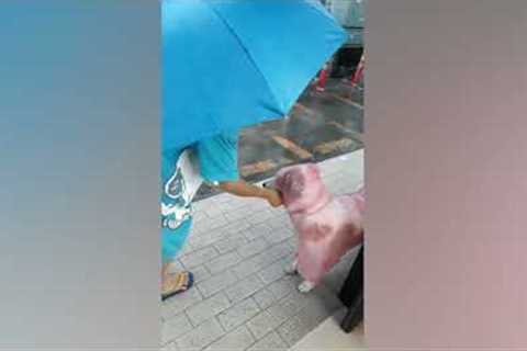 Kind woman gives drenched stray dog a pink rain coat during storm