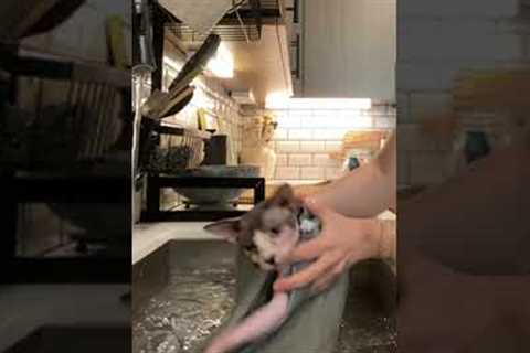 Two sphynx cats have two very different reactions to getting bathed