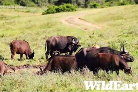 WildEarth - Sunrise  Safari - 08 Jan 2023