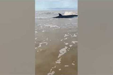 Firemen save whale calf stranded on beach in Borneo