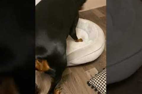 Dog tries to reclaim bed from cat