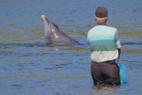 When humans and dolphins fish together, they both win