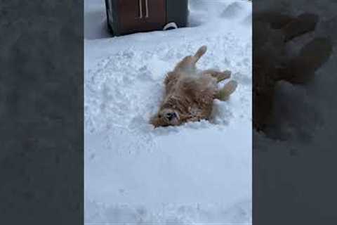 Golden Retriever can't get enough of the snow!