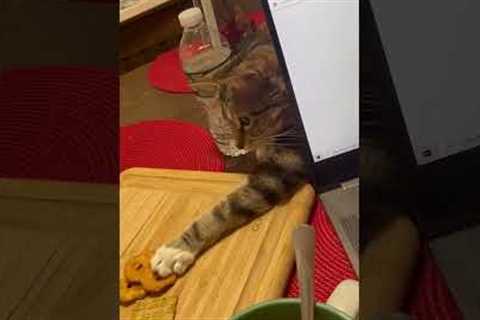 Mischievous cat steals pretzel crackers!