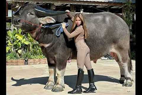 Farmer shows off her HUGE prize-winning buffalo