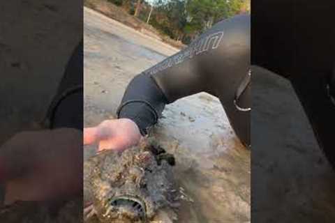 He found the world's most venomous fish