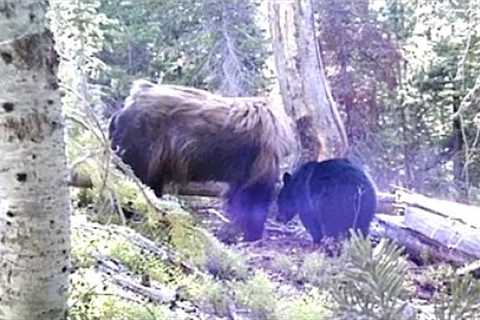 This Man Looked Through His Trail Camera But Couldn't Explain What It Had Captured In These Woods