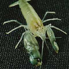 Young snapping shrimps' tiny claws accelerate in water like a bullet