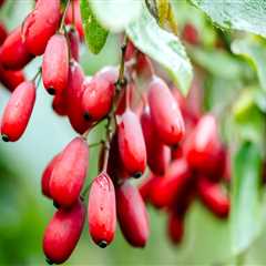 Does berberine interact with any medications?