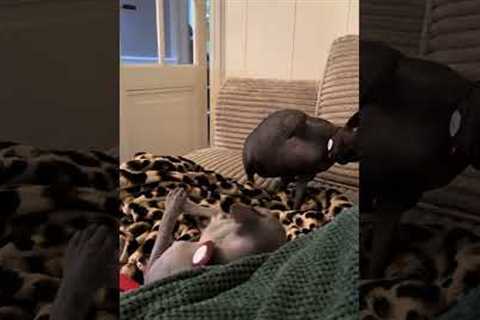 Two sphynx cats get into a noisy slap fight