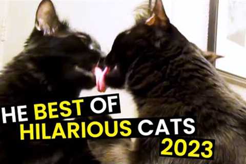 TOP 37 - Funniest Cats Of The Year | Cats Are HILARIOUS