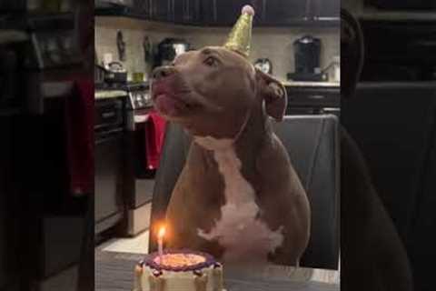 Excited dog enjoys birthday celebration