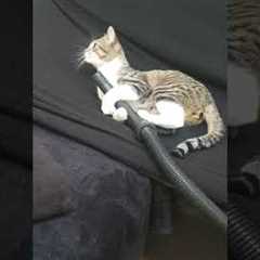 Cat Won't Let Go of Vacuum Hose