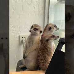 Meerkat too drowsy to stand and falling off table